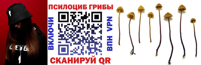Галлюциногенные грибы Psilocybine cubensis  Яранск 